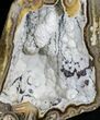 Agatized Fossil Coral From Florida - Florida #22418-2